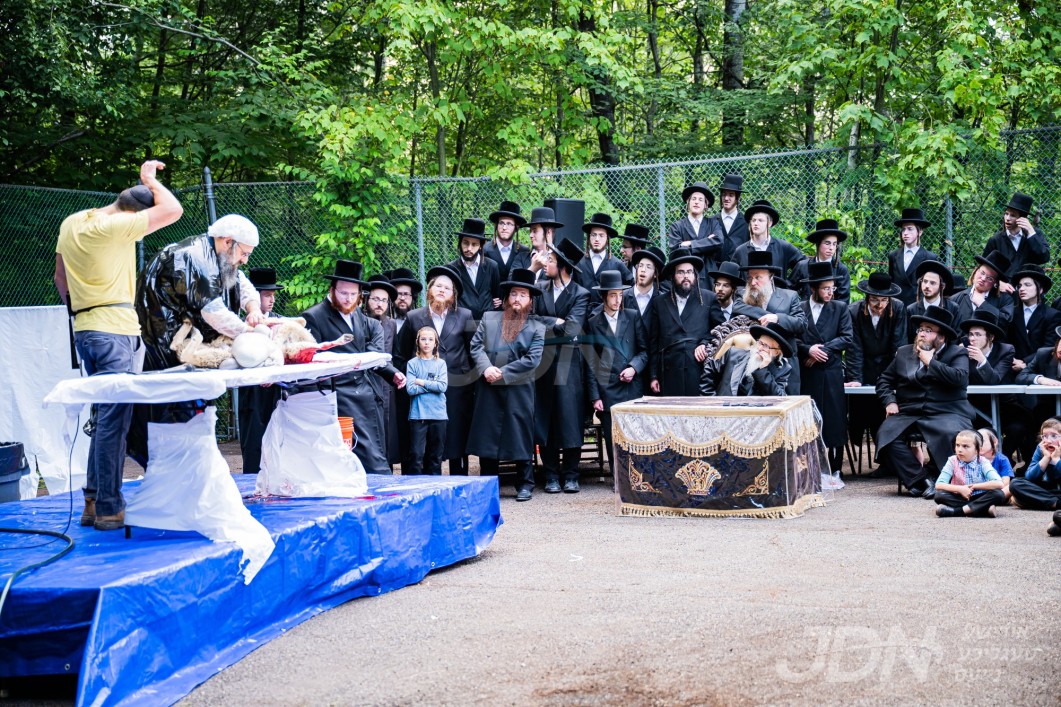 מעמד שחיטת הכבש אין מחנה ישיבת סערדאהעלי, אין שפיץ פון האדמו&quot;ר מסערדאהעלי