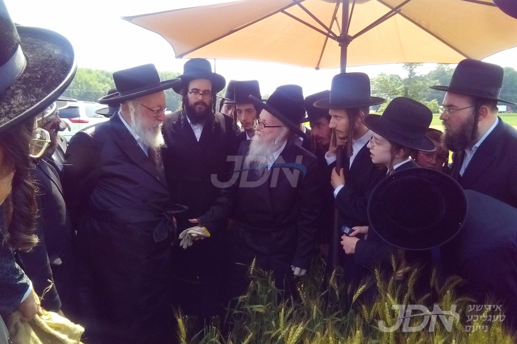 האחים האדמו&quot;רים מסערדאהעלי און וויען ביים שניידן ווייץ פאר מצות לקראת יו&quot;ט פסח תשפ&quot;ו הבעל&quot;ט