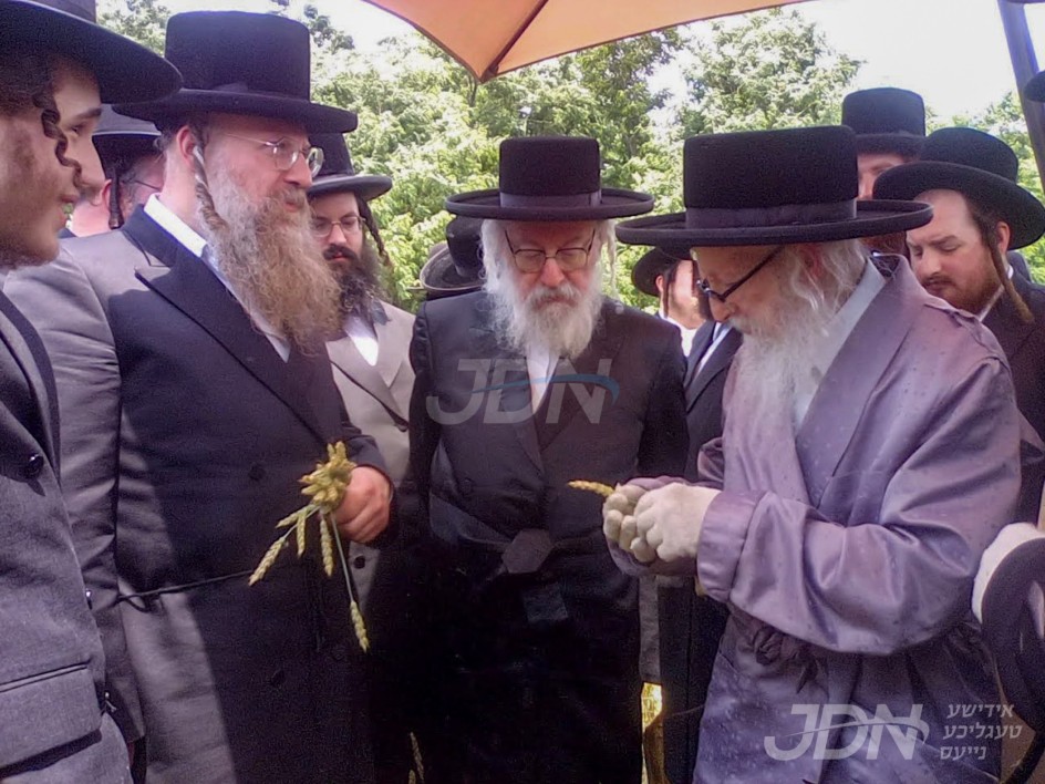 האחים האדמו"רים מסערדאהעלי און וויען ביים שניידן ווייץ פאר מצות לקראת יו"ט פסח תשפ"ז הבעל"ט