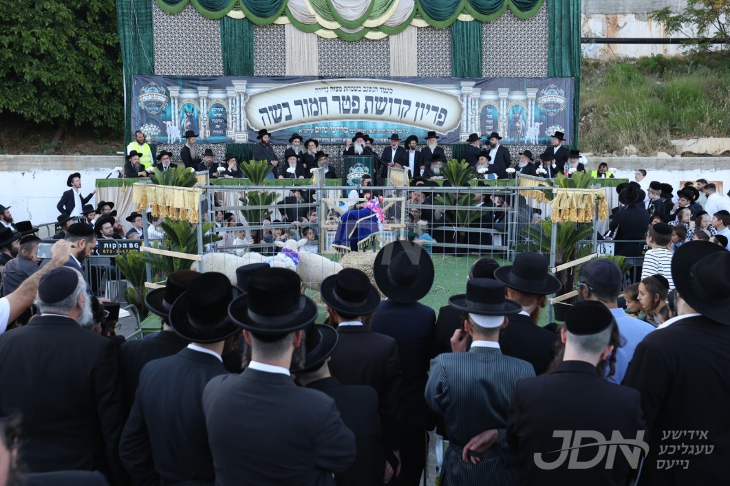 מעמד פדיון פטר חמור אין אתרא קדישא מירון