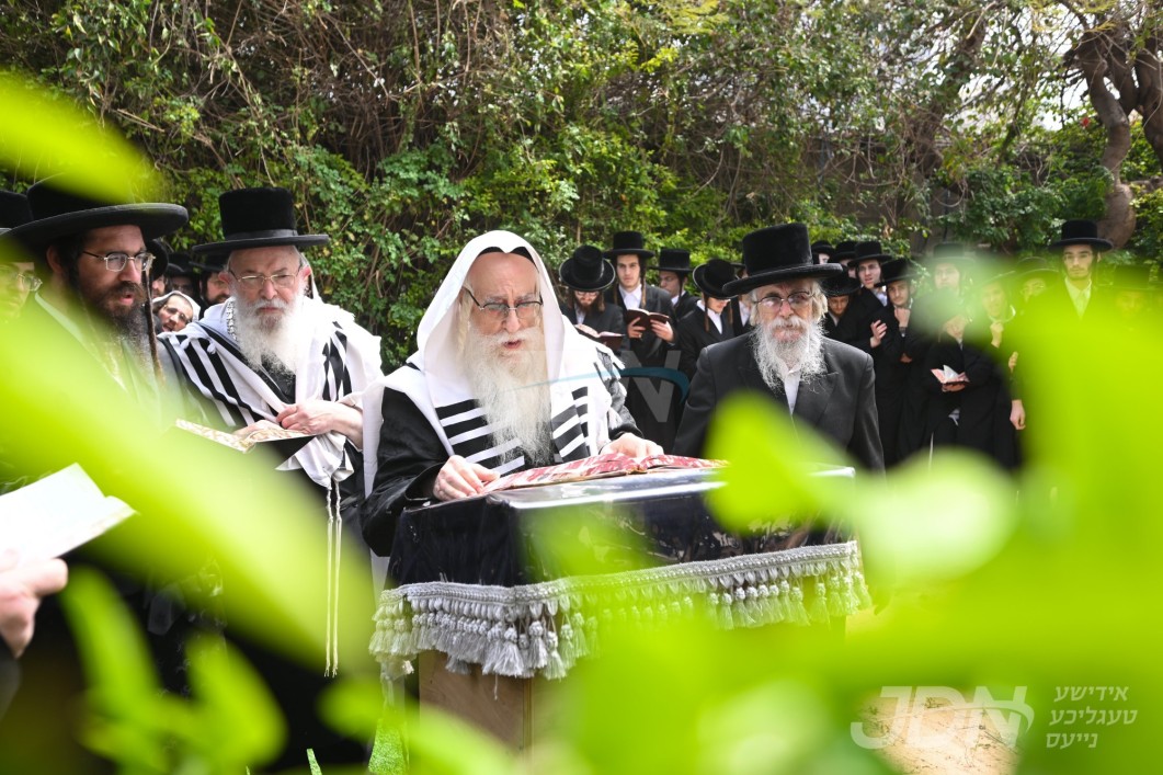 האדמו"ר מצאנז ביי ברכת אילנות