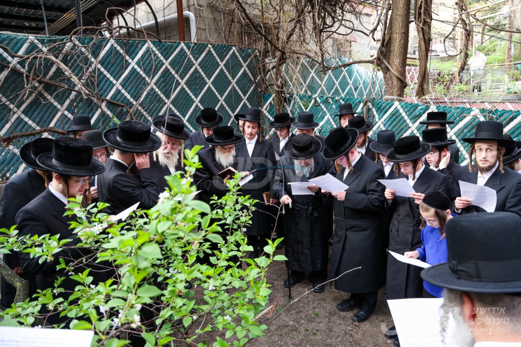 האדמו"ר מקאשוי ביי ברכת אילנות